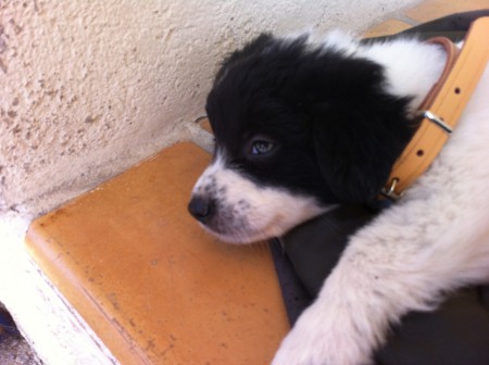  pourquoi mon chien eternue ?